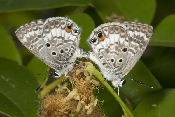 A pair of mating Miami blue butterflies. Florida Museum of Natural History photo by Jaret Daniels