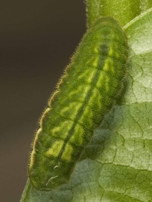 A Miami blue butterfly larva. Florida Museum of Natural History photo by Jaret Daniels