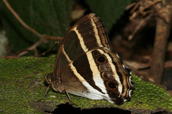 Parataygetis albinotata