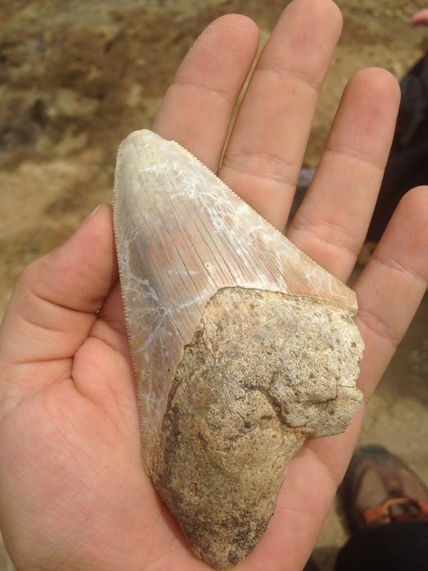 megalodon tooth in hand