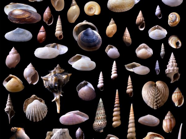 shellfish species collection