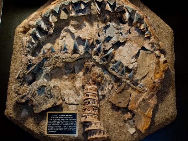 A fossilized great white shark jaw displayed on a wall