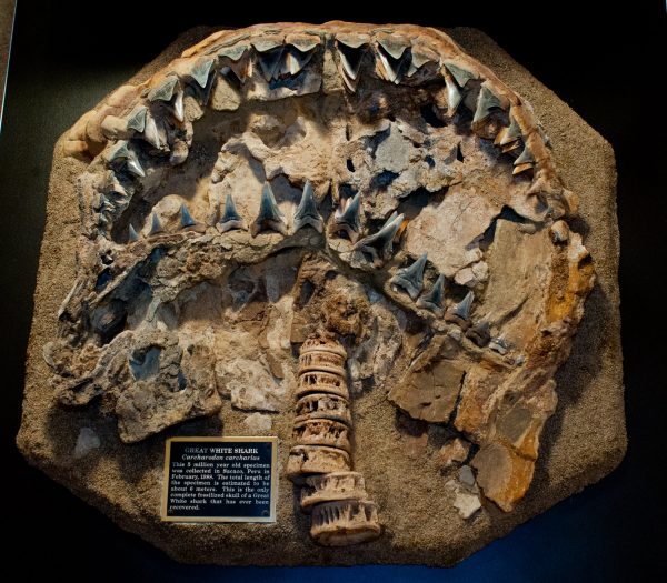 shark fossil