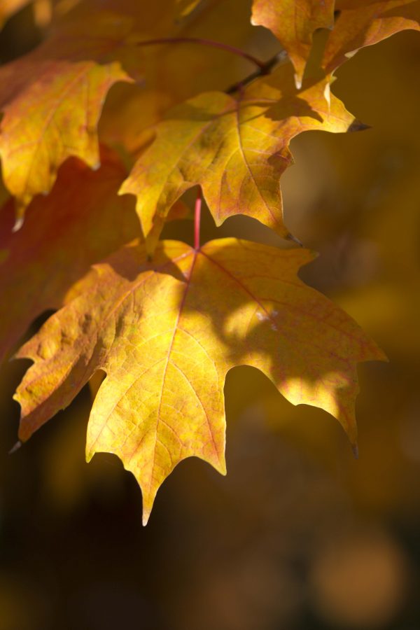 sugar maple leaves