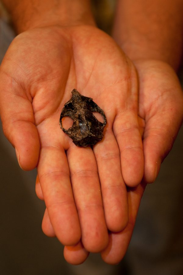 hands holding primitive primate skull