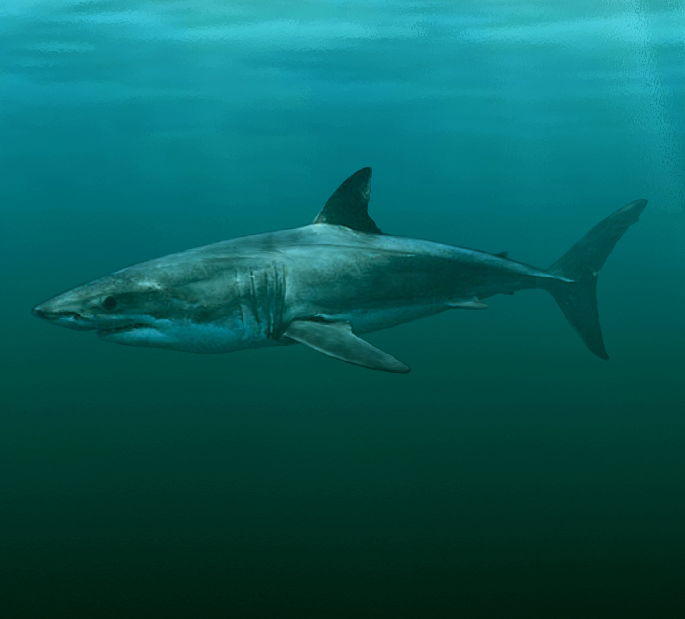 New ancient shark species gives insight into origin of great white – Research News