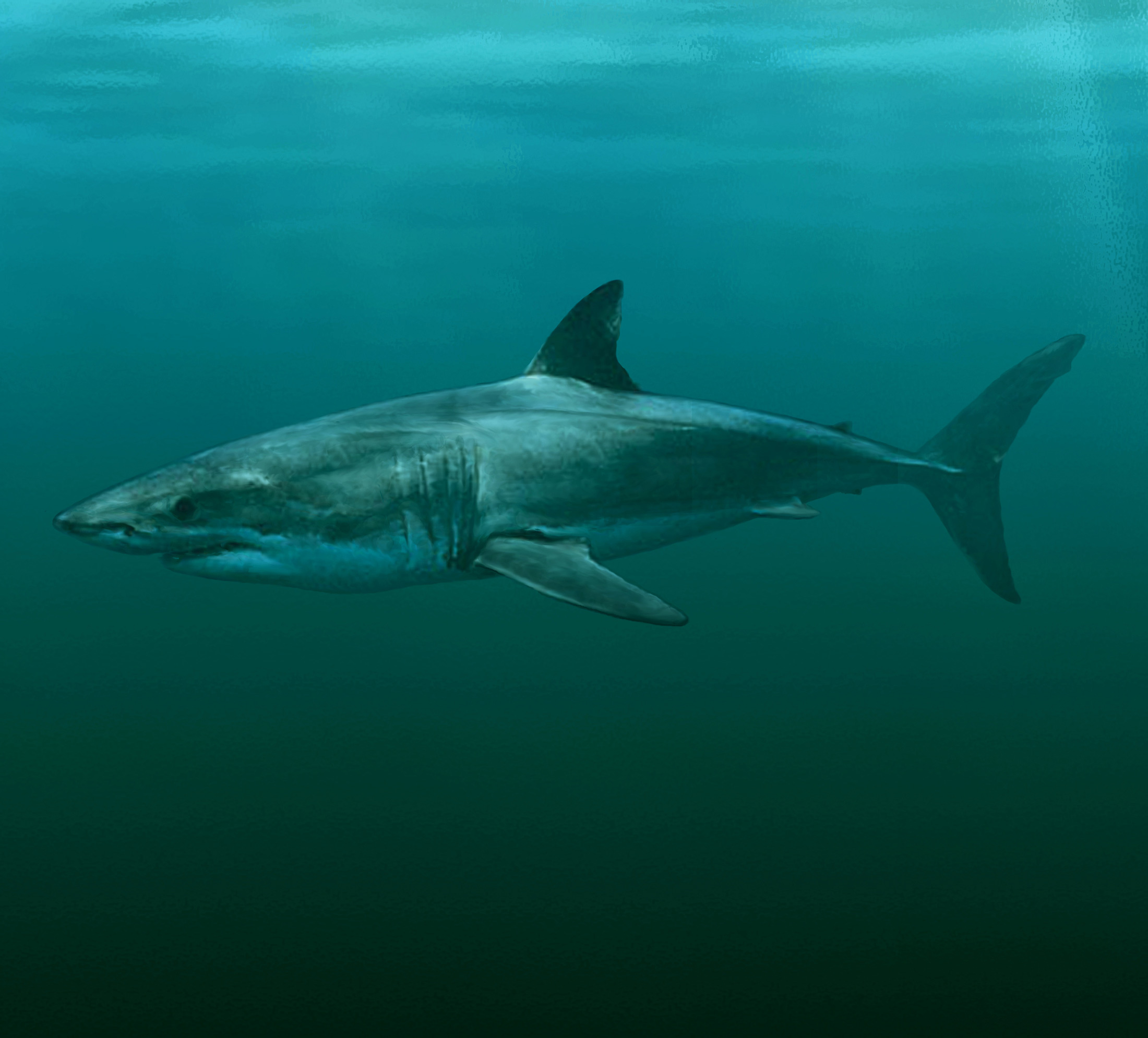 New ancient shark species gives insight into origin of great white ā Research News