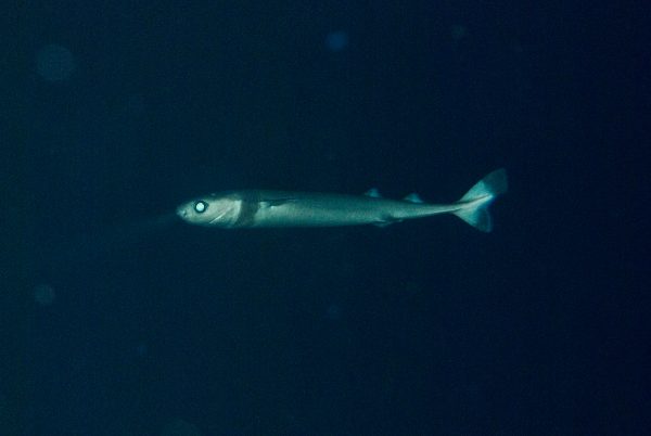 cookiecutter shark swimming