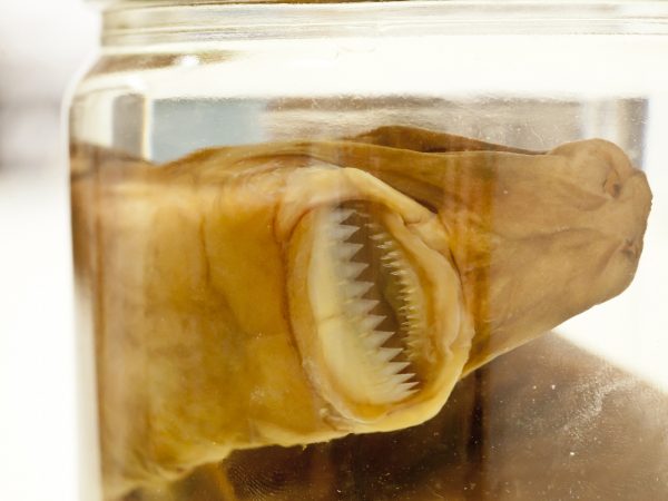 teeth of a cookiecutter shark specimen seen from the outside of its jar