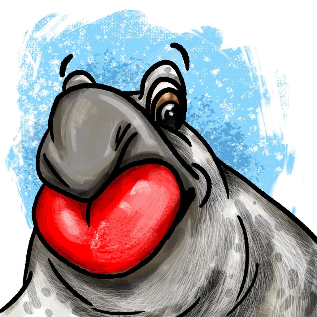 Cartoon of a male hooded seal with a red heart-shaped balloon coming out of his nose