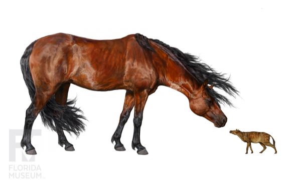 modern horse versus early horse