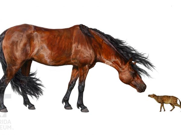 modern horse versus early horse