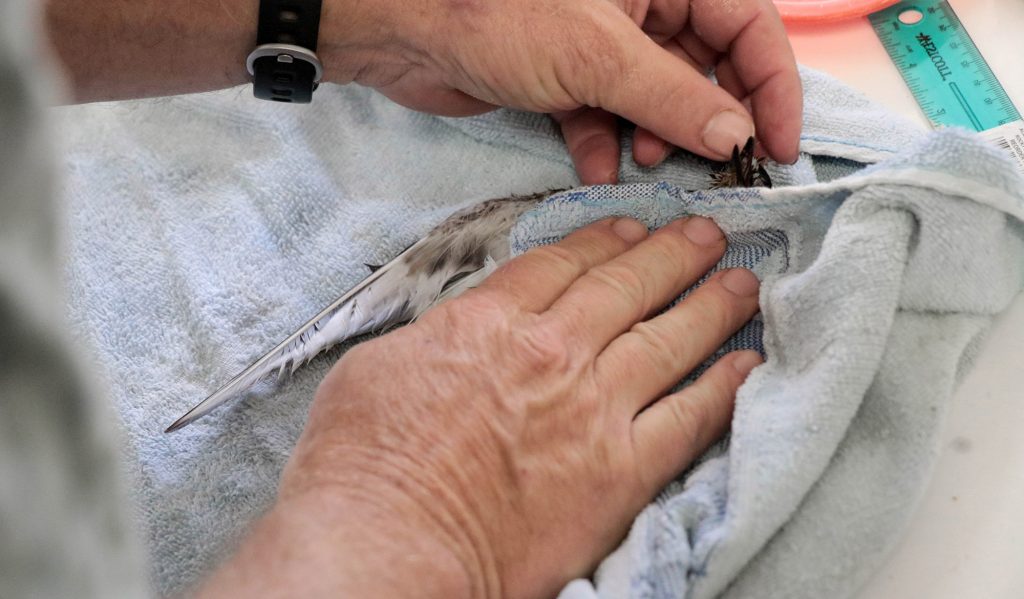 bird being patted dry