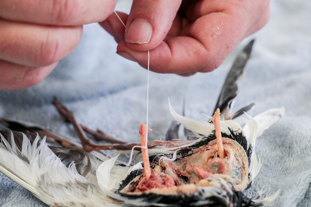 bird bones being secured