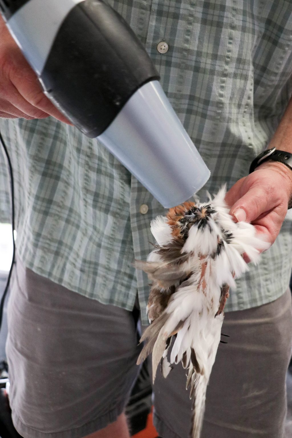 blow drying the bird's feathers