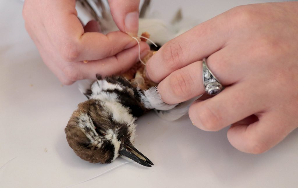 sewing bird skin closed