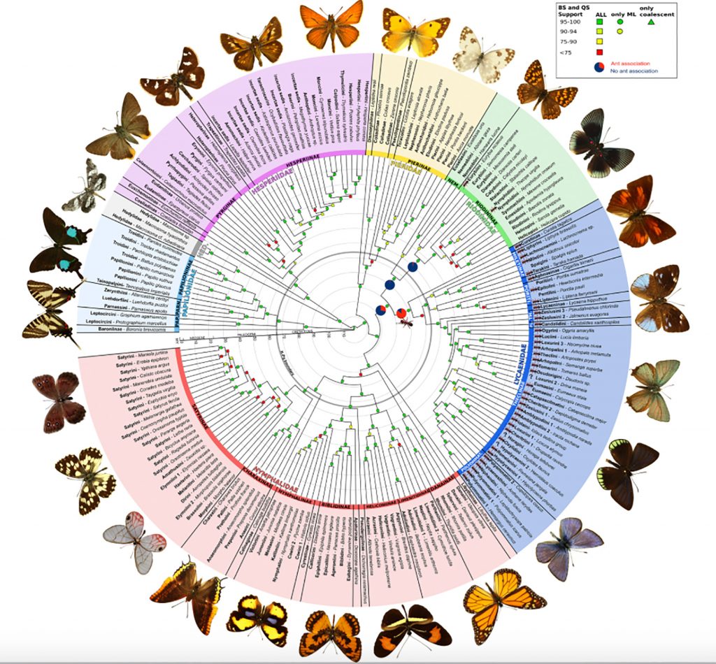 circular graphic showing relationships between butterfly families 