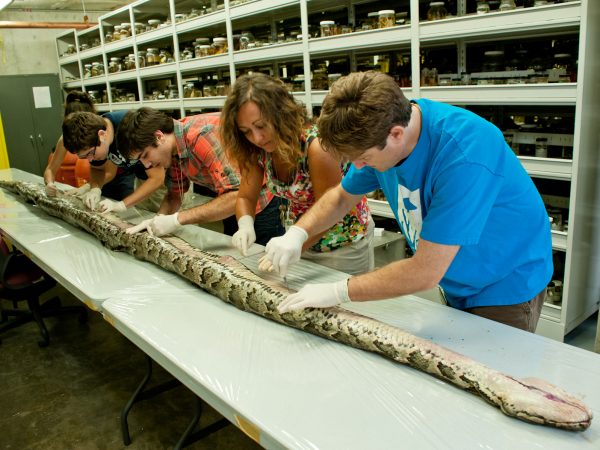 Five researchers cutting into the stomach of a python