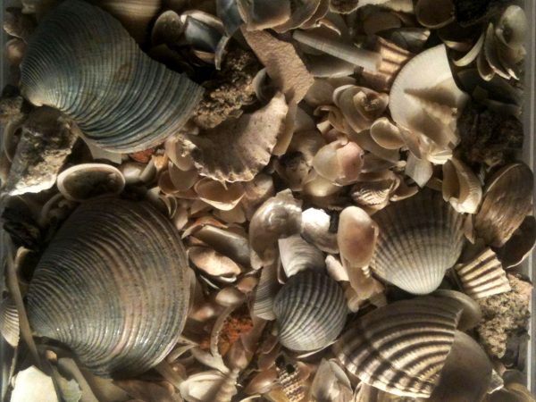 An assortment of small shells arranged on a tray