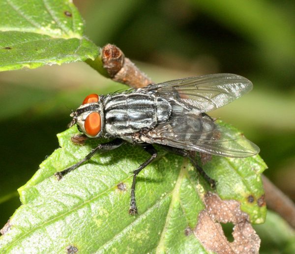 female Emblemasoma erro fly