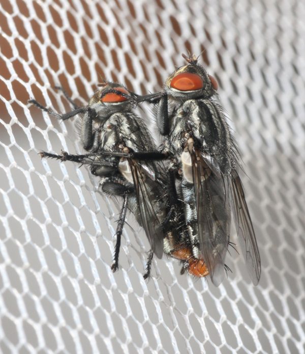 mating pair of Emblemasoma erro flies