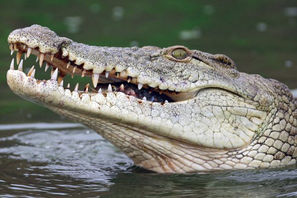 A Nile crocodile