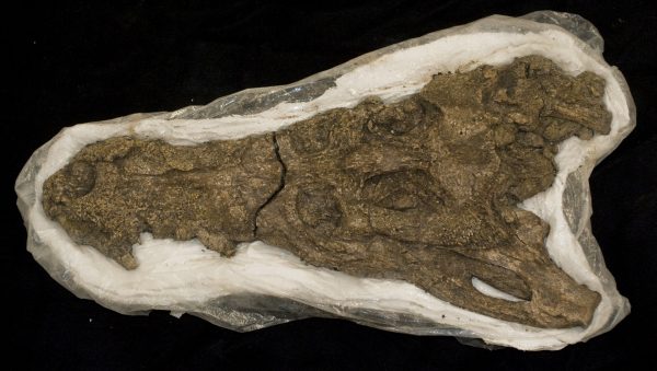fossil crocodile skull
