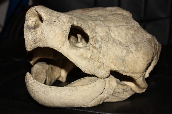 skull of an adult male alligator snapping turtle