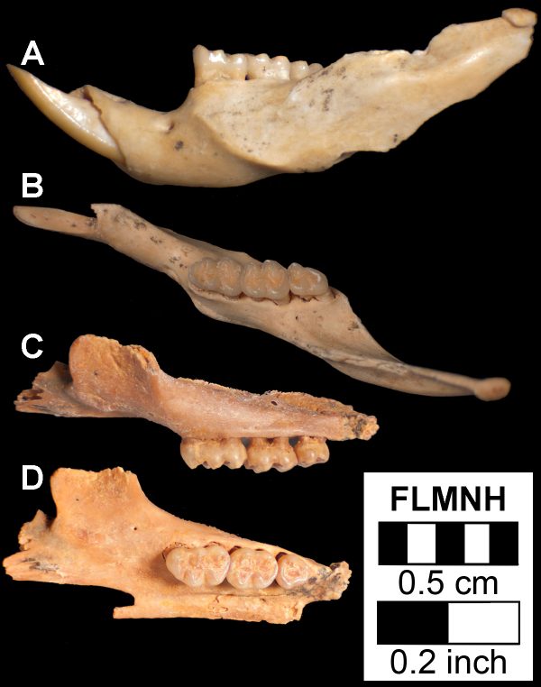 These upper and lower jaws are from a modern Florida mouse. Jaws and teeth are the only representations of the species in the fossil record. Florida Museum photo by Natasha Vitek These upper and lower jaws are from a modern Florida mouse. Jaws and teeth are the only representations of the species in the fossil record. Florida Museum photo by Natasha Vitek