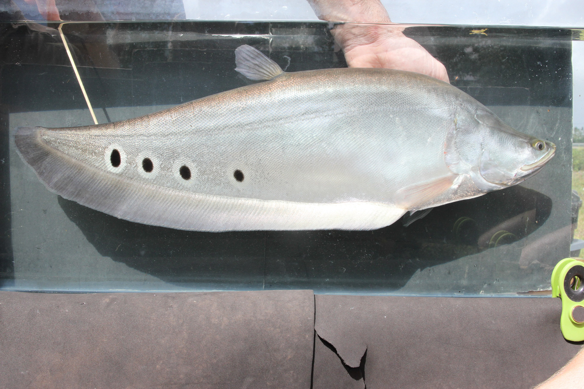 Florida Invasive Species Clown Knifefish Florida Museum Science