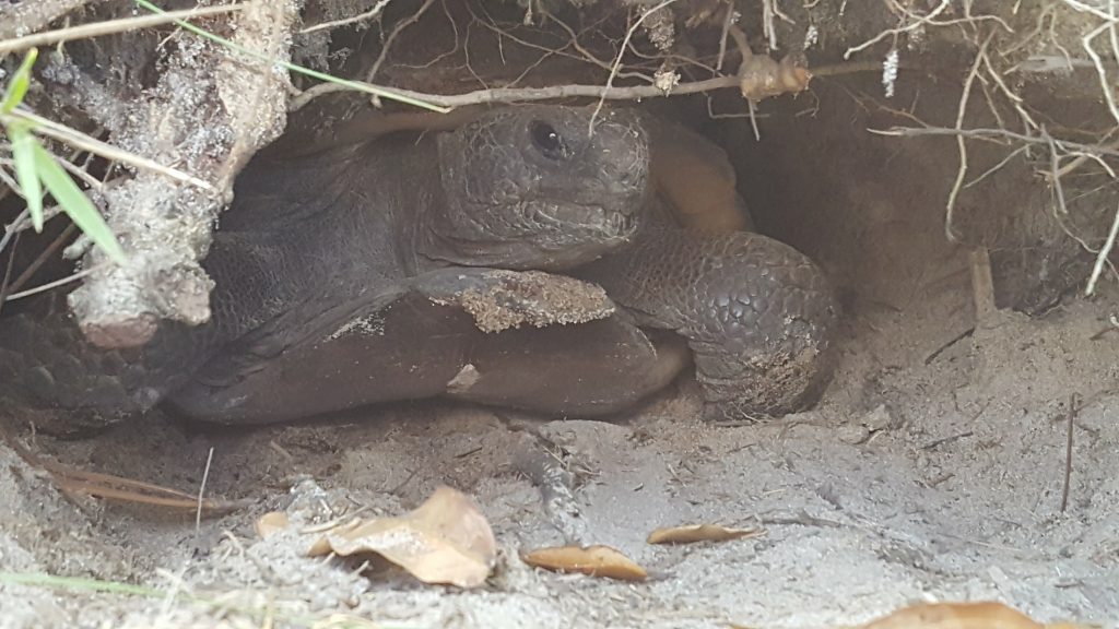 Gopher tortoise in burrow