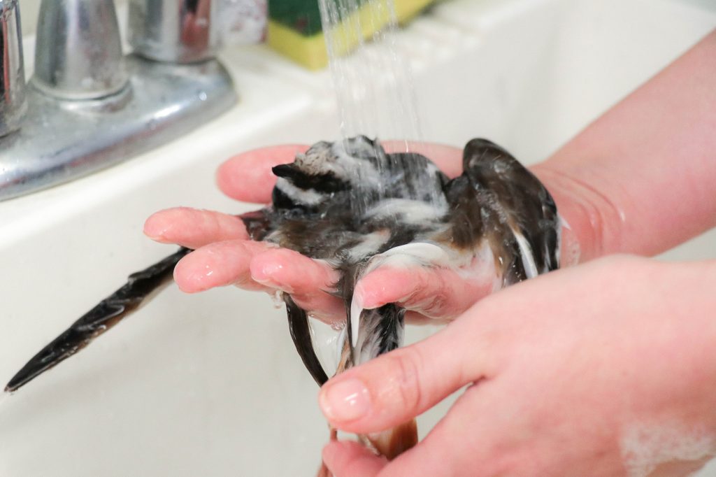 Killdeer being washed