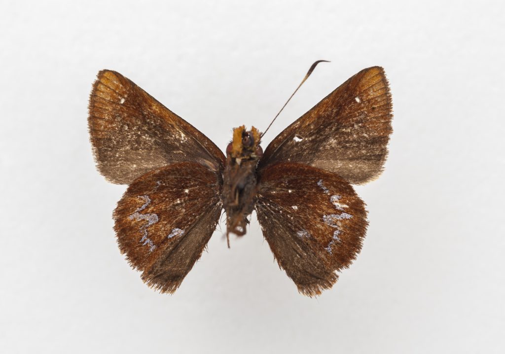 A small, brown butterfly specimen