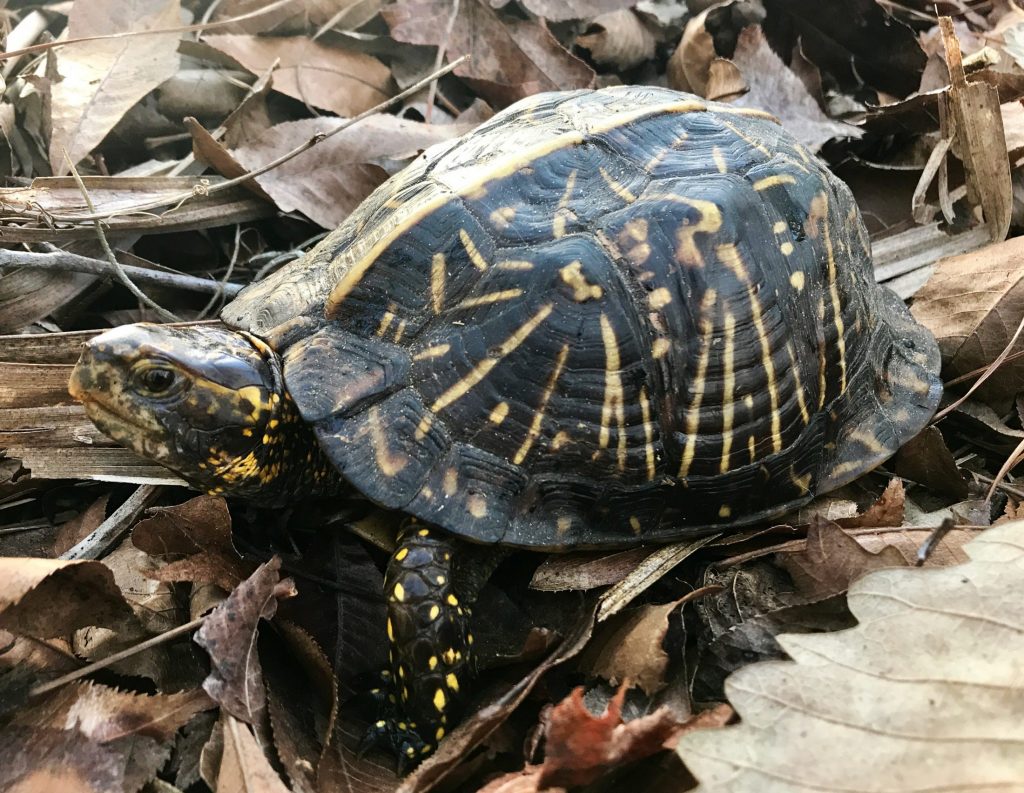 A photo of a turtle with a yellow-patterned walking through leaves