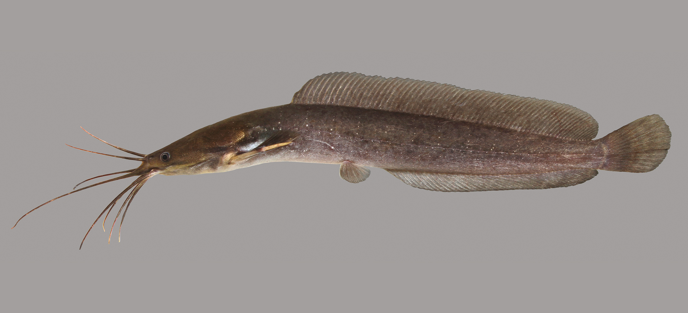 Truth, Stories, & Other Slippery Fish