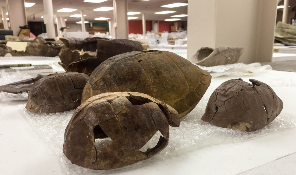 Intact turtle shells on a table