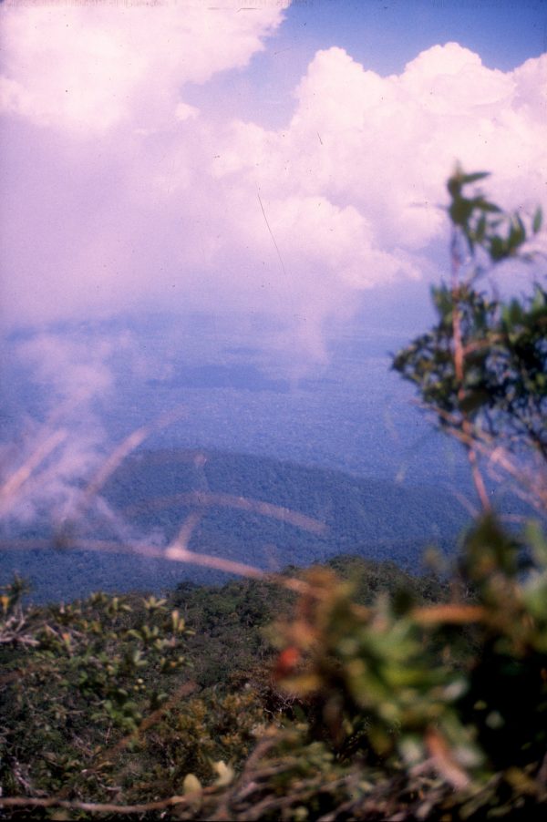 A photograph of the rainforest below a mountain peak in Peru. Photo courtesy of Daniel Lane