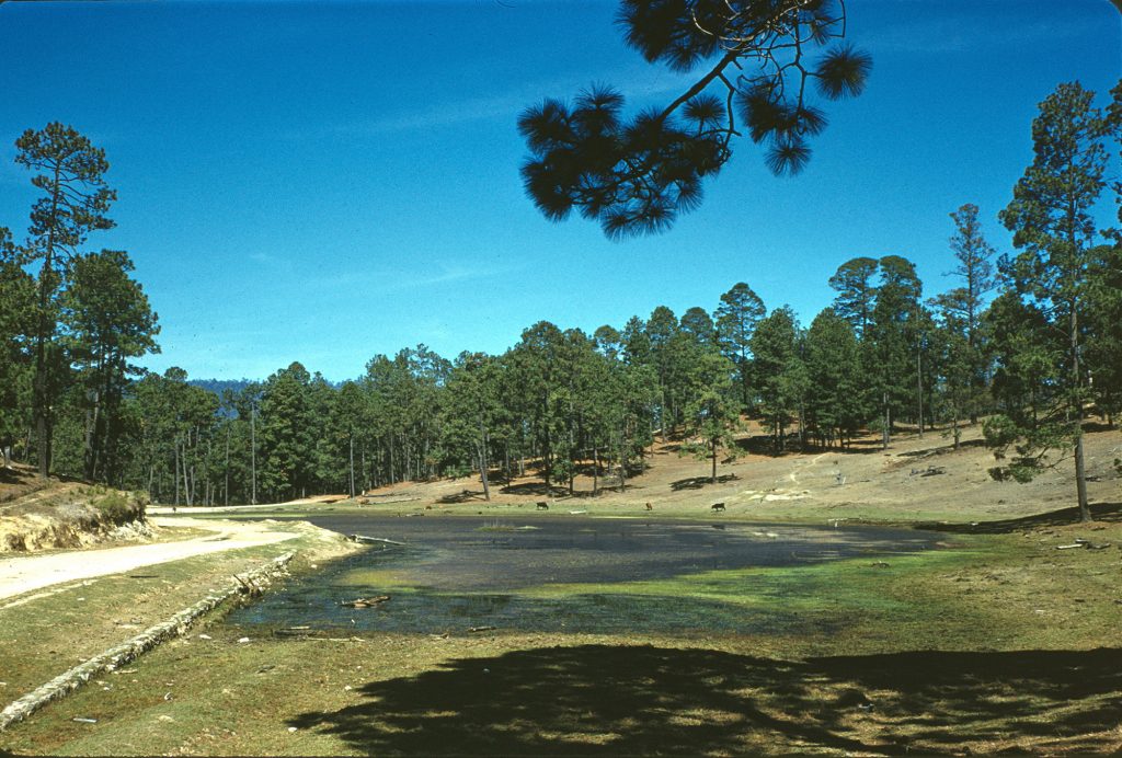 A photo of a pine forest with a green clearing in the center