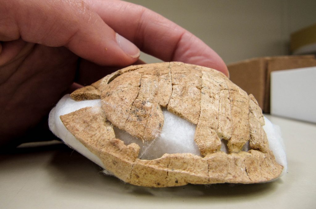 A researcher axamines an ancient turtle shell