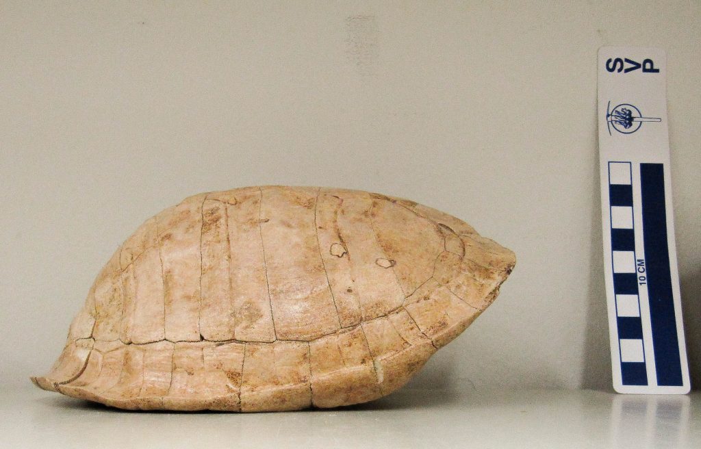 A tortoise shell with measuring card