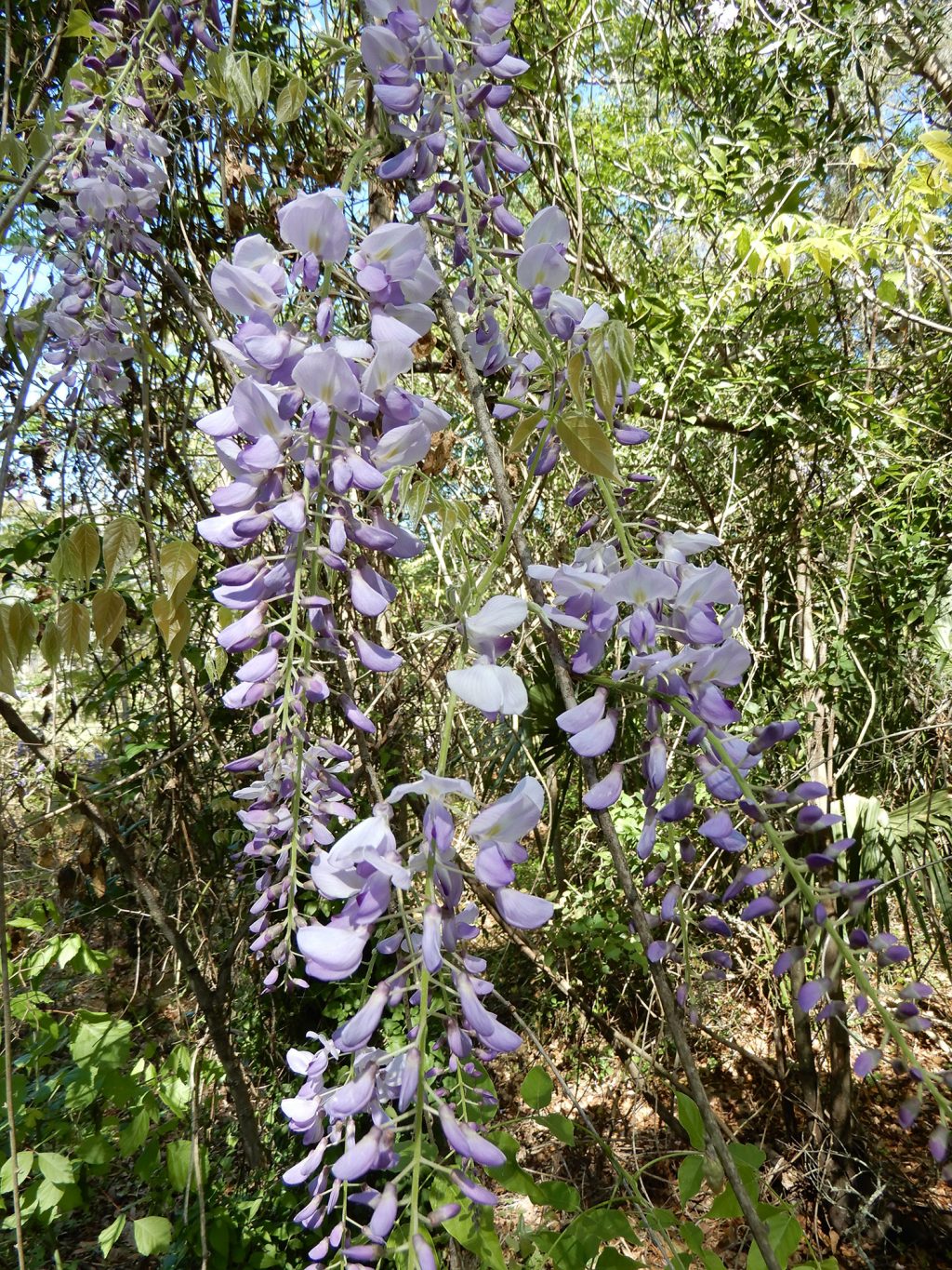 Chinese wisteria flower clusters