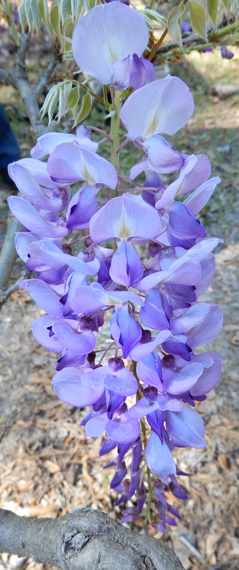 Chinese wisteria flower cluster