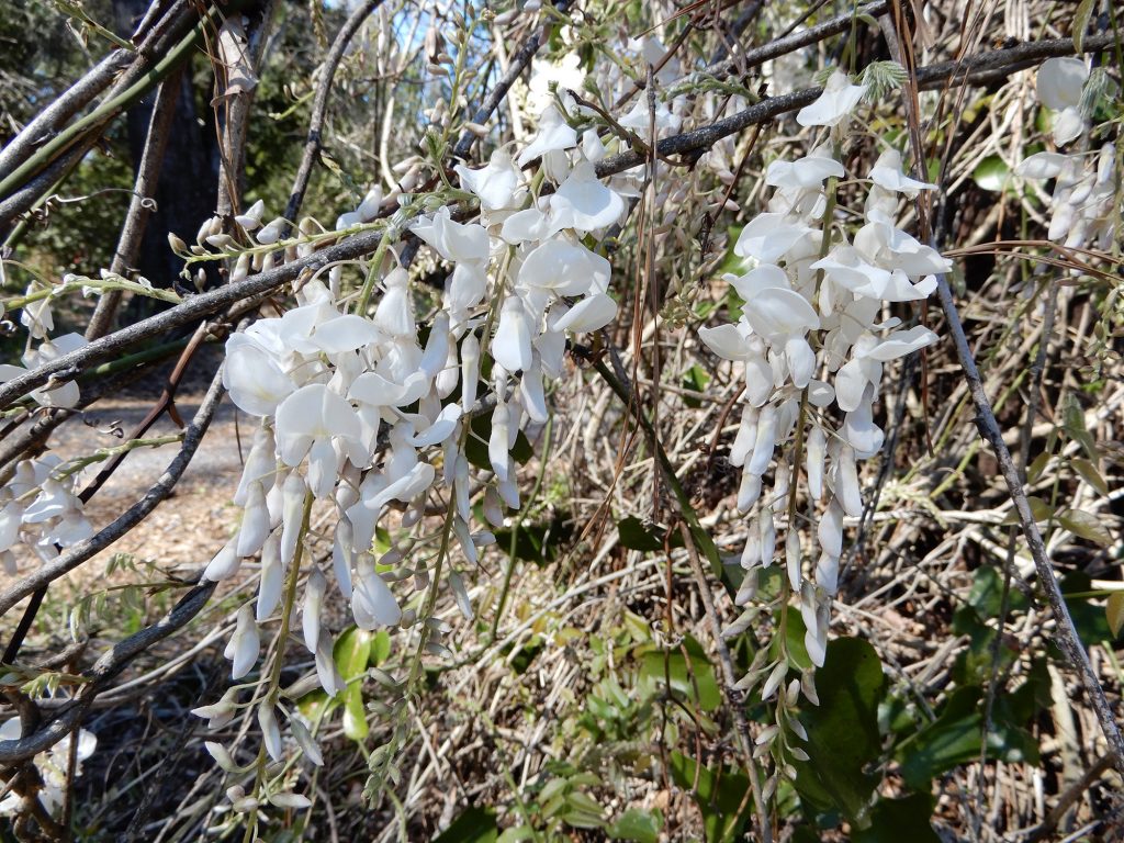White wisteria flowers