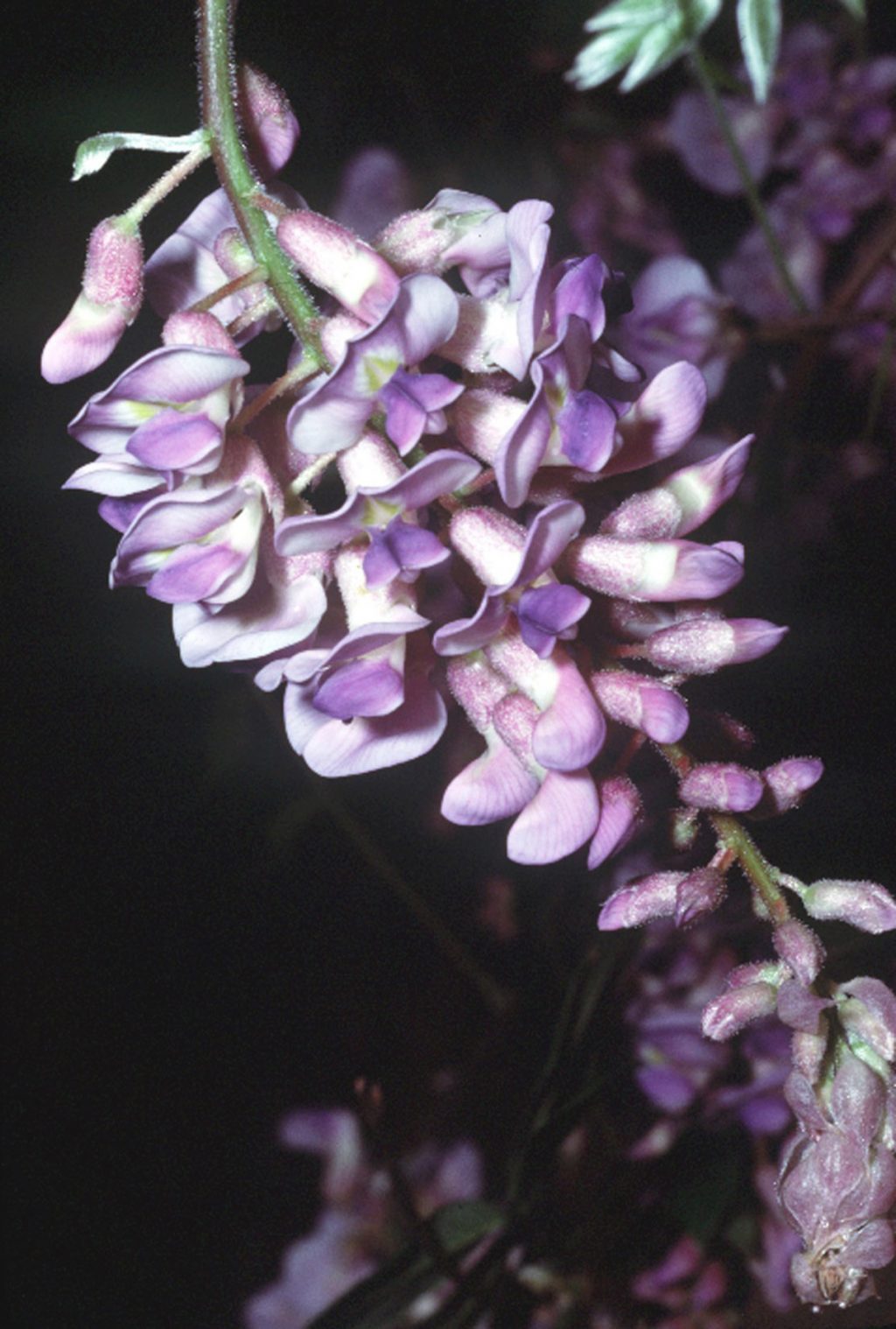 Purple flowers hanging from a stem