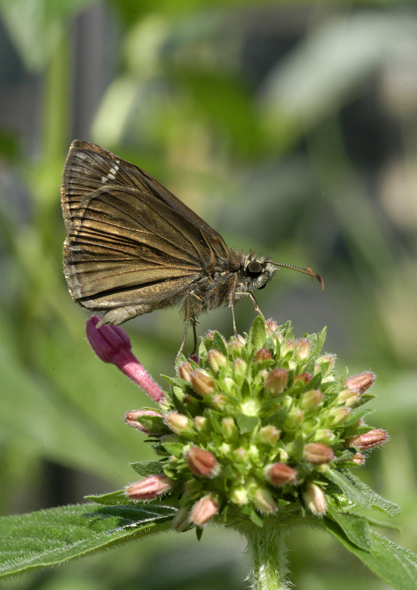 A brown butterfly rests on green flower buds