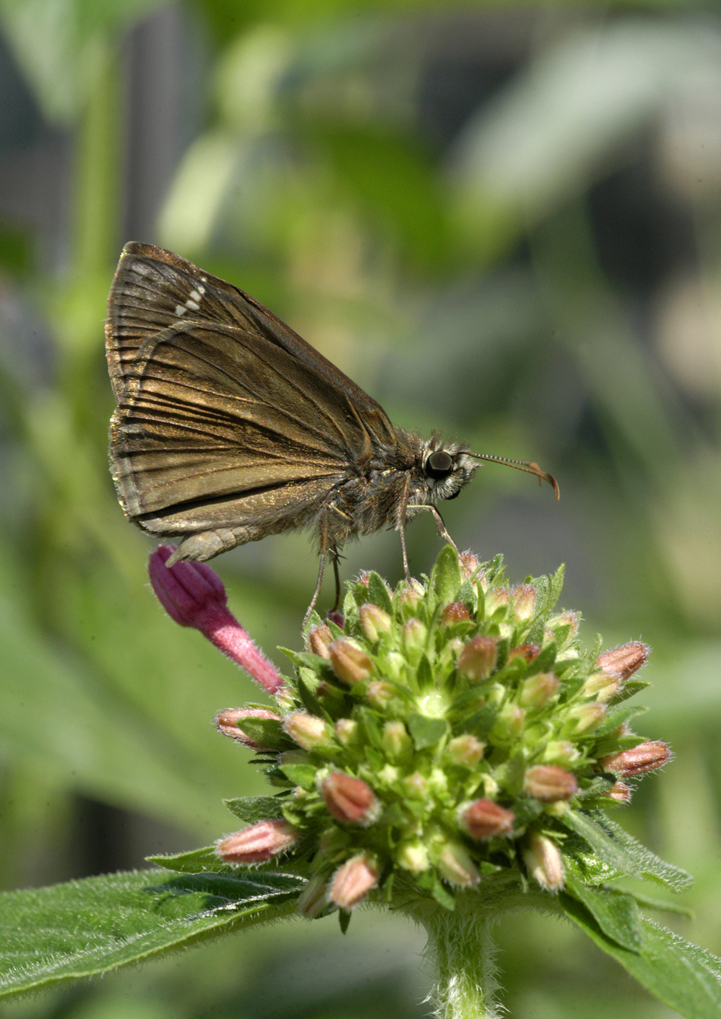American wisteria is a host plant for many native butterflies and moths like Horace’s duskywing, shown here on Egyptian starcluster, Pentas lanceolata. Florida Museum photo by Jeff Gage A brown butterfly rests on green flower buds