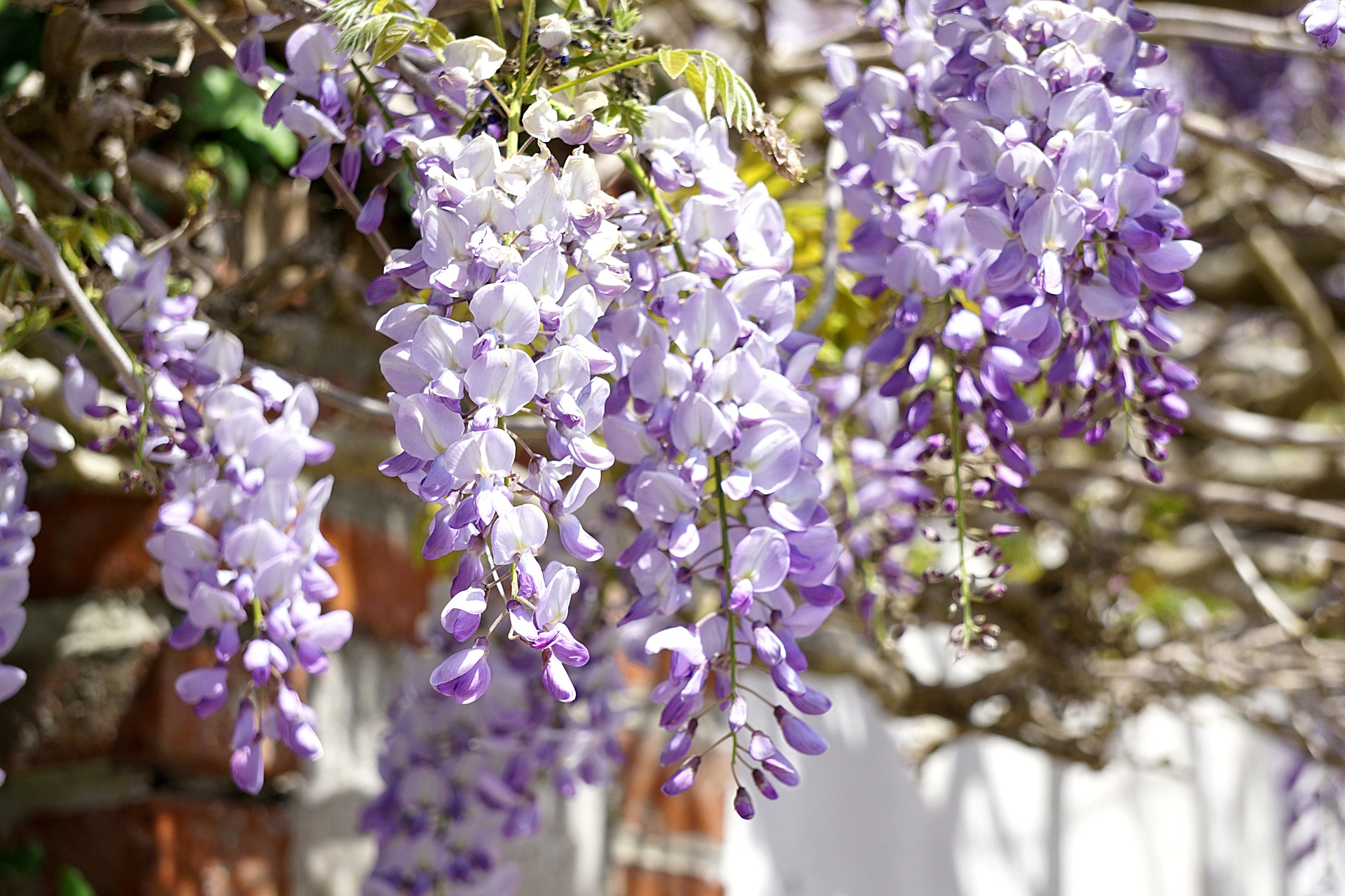Five Facts: Wisteria in Florida – Research News