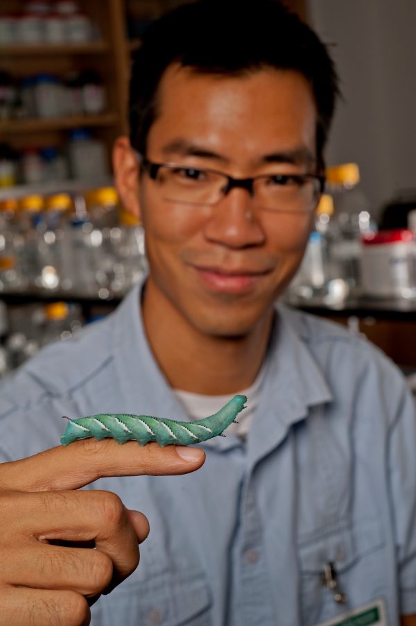 Akito Kawahara displays a tobacco hornworm larva