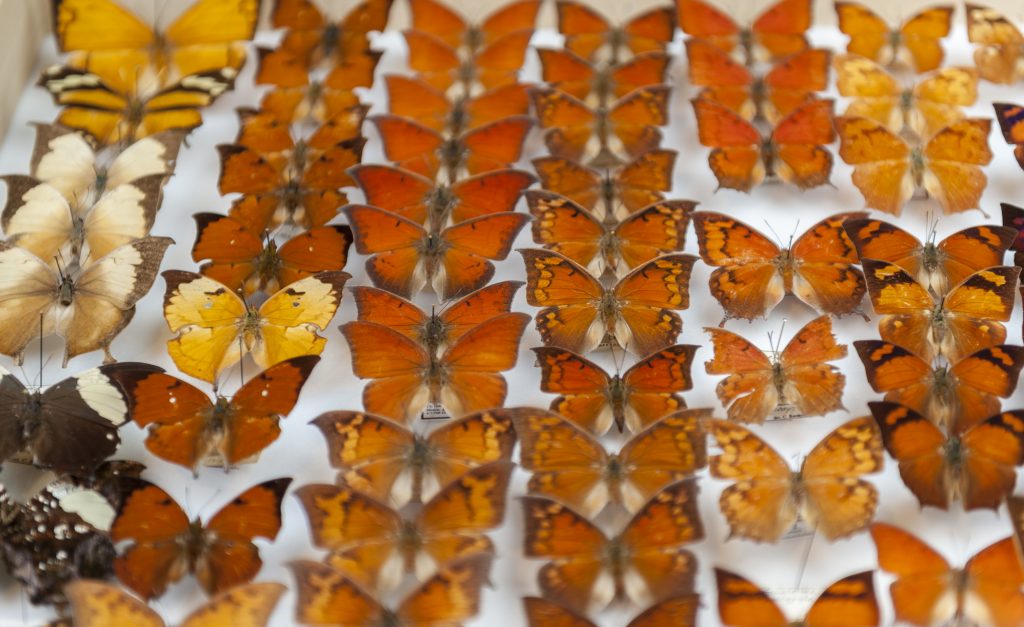 A closeup of orange and brown patterned butterflies with wings that resemble leaves
