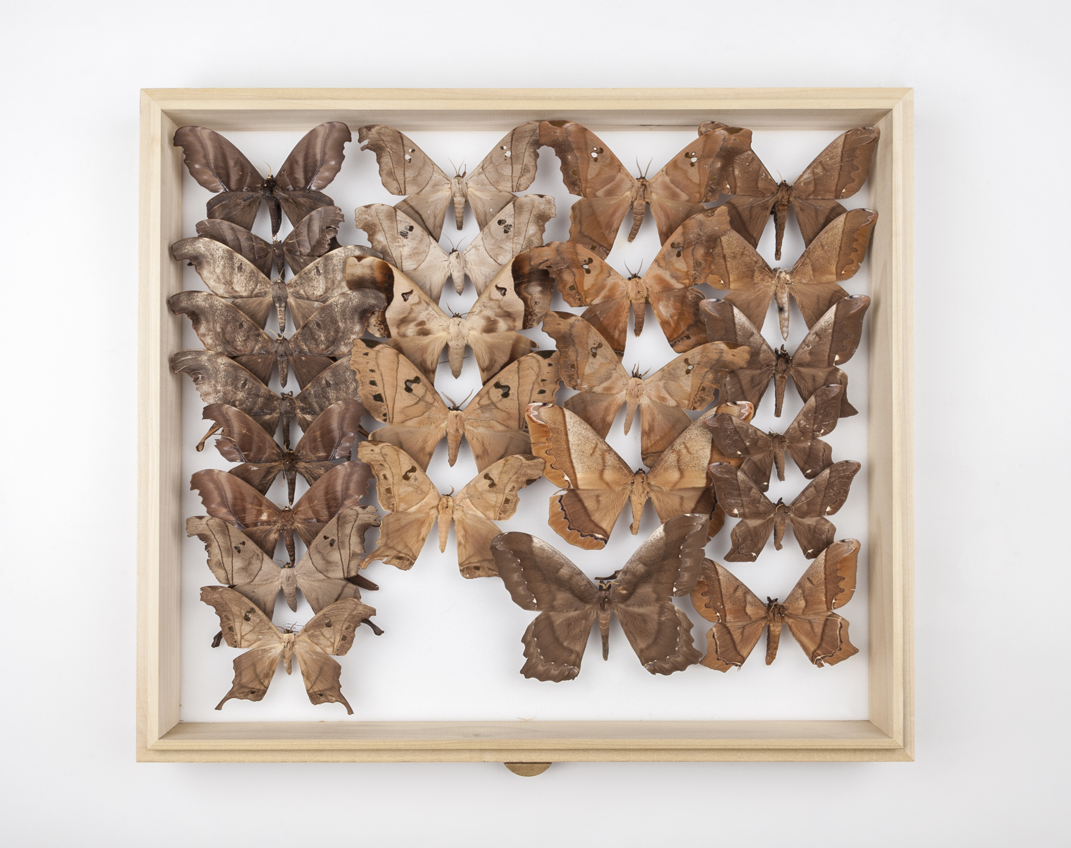 40 years of friendship, 70,000 specimens Amateur entomologists donate lifetimes worth of butterflies and moths pic